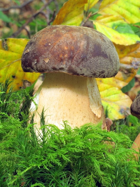 Boletus edulis, one of the best edible mushrooms