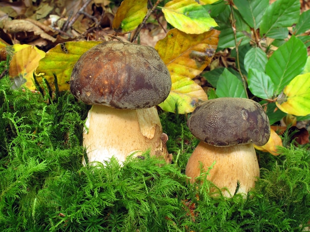 Boletus edulis, one of the best edible mushrooms