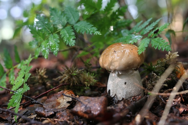 Boletus mushroom drop of water