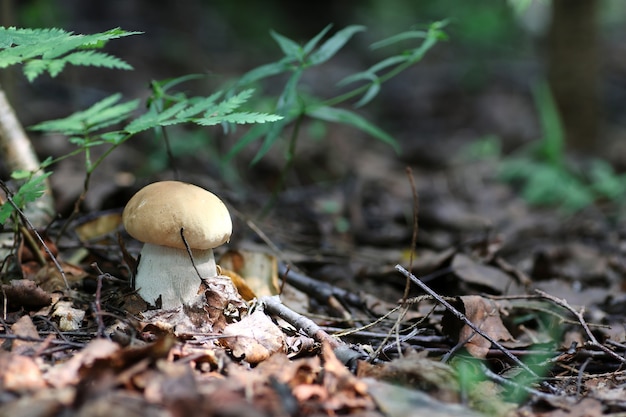 boletus mushroom drop of water