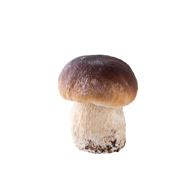 Boletus mushroom isolated on white