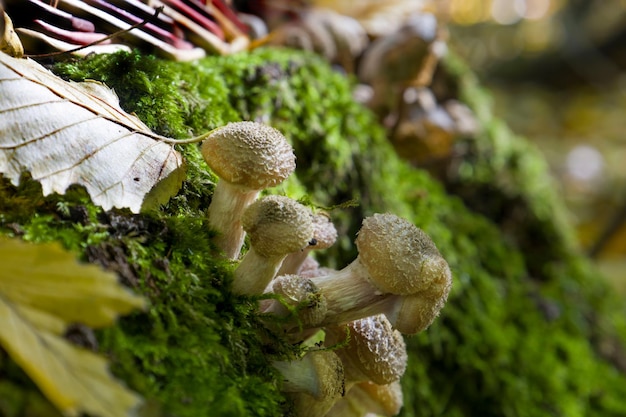 Boletus mushrooms on green moss Selective focus