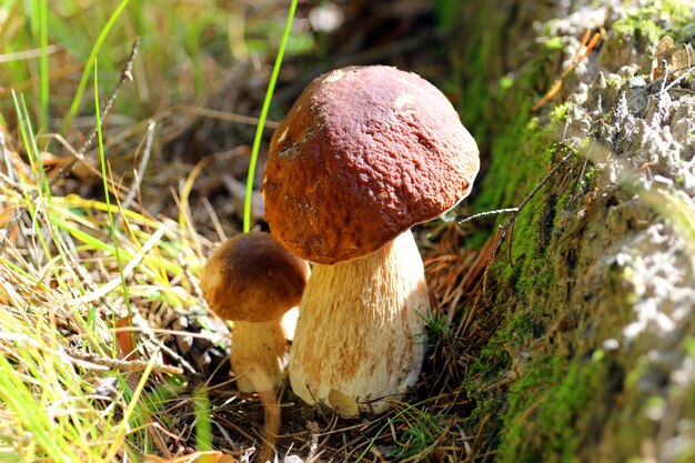 Boletus mushrooms in the moss