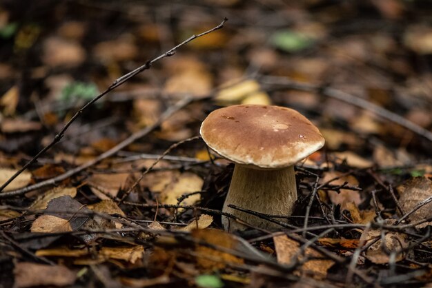 Boletus Or Porcini Mushroom In The Autumn Forest