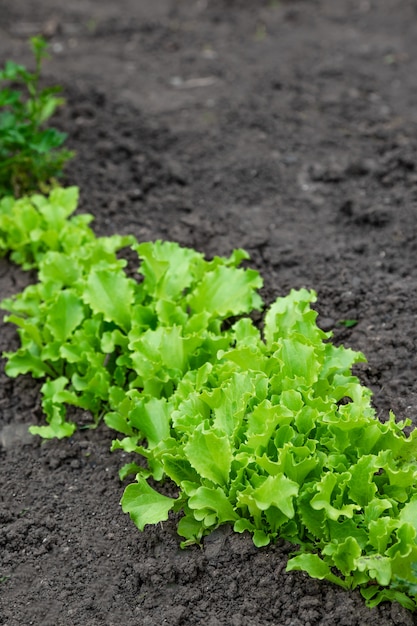 Bolted lettuce salads in a vegetable garden