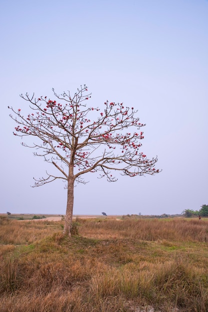 Bombax ceiba tree with red blossom flowers in the field under the blue sky