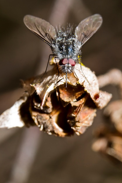 Photo bombylius bee-fly