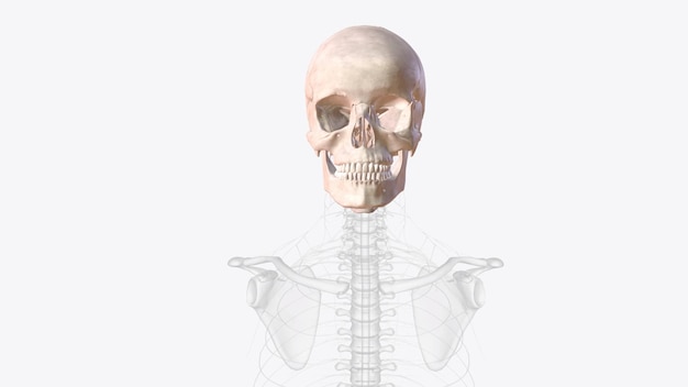 Photo the bones of the skull are 22 bones organized into a cranial skeleton 8 bones that surrounds the brain and a facial skeleton 14 bones