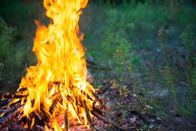 Bonfire in the forest with big fire flame