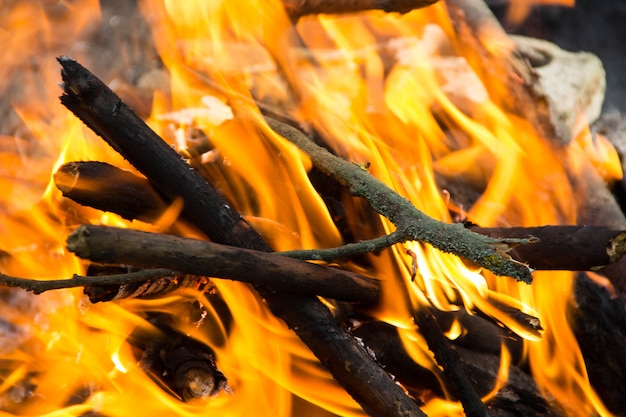 Bonfire in the forest.