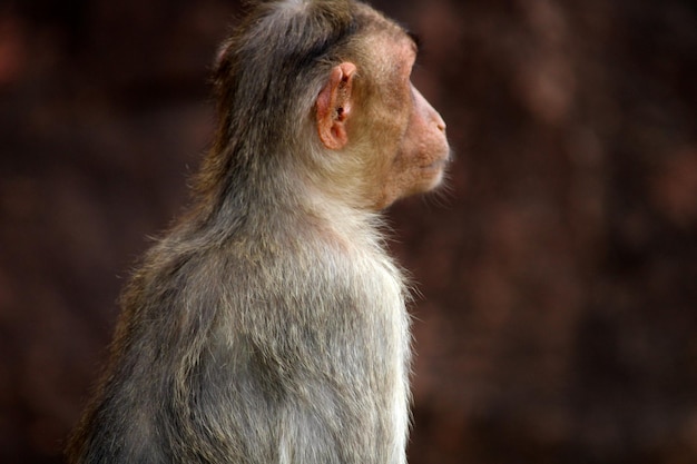 Photo bonnet macaque in the badami fort