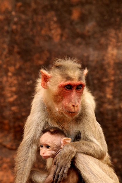 Bonnet macaque with baby Monkeys in Badami Fort