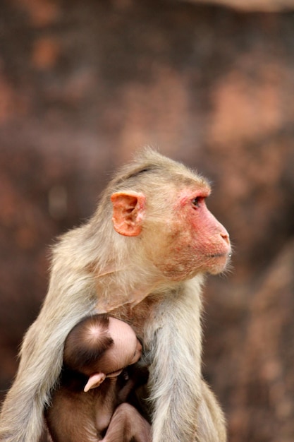 Photo bonnet macaque with baby monkeys in badami fort