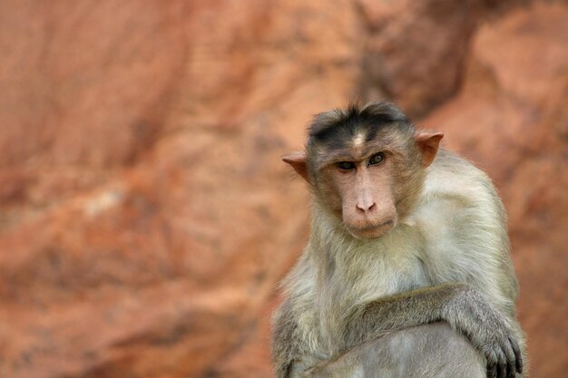 Photo bonnet macaque zati in the badami fort