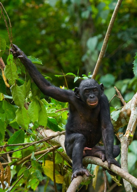 Bonobo on a tree. Democratic Republic of Congo. Lola Ya Bonobo National Park.