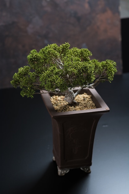 Photo bonsai juniperus chinensis