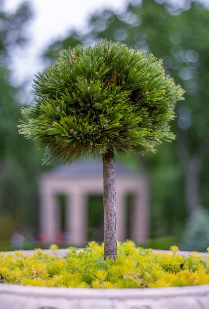 Bonsai pine a great interior or exterior decoration