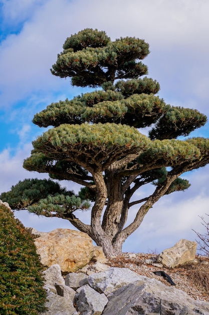 Bonsai pine tree a Japanese garden