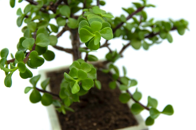 Bonsai Portulacaria isolated on a white background Portulacaria afra or Elephant Bush