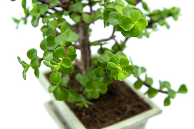 Bonsai Portulacaria isolated on a white background Portulacaria afra or Elephant Bush