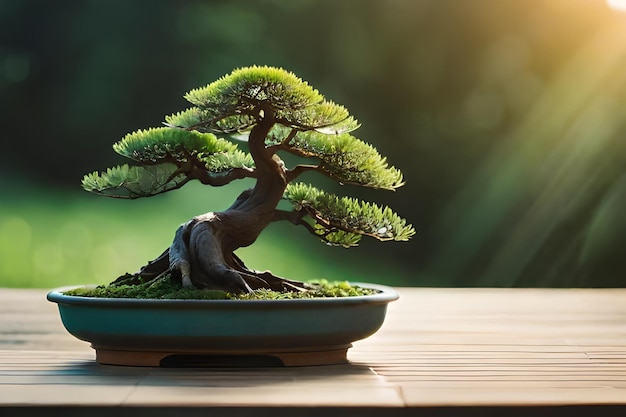 Bonsai tree in a bowl with the sun behind it