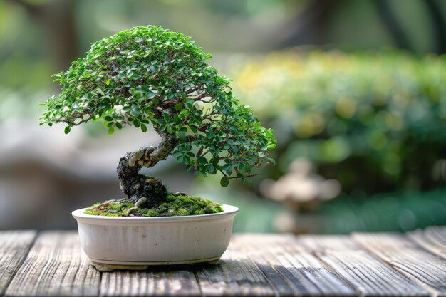 Photo bonsai tree in ceramic pot