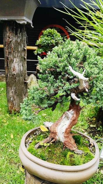 Bonsai tree in garden