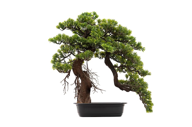 Bonsai Tree Gardening Concept Tako bonsai tree on white isolated background