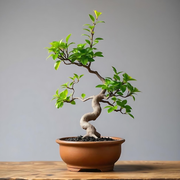 Photo a bonsai tree is in a pot on a table