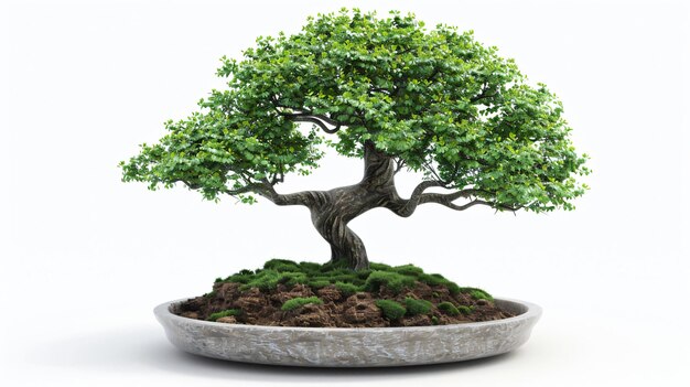 a bonsai tree is in a pot with a pot of bonsai