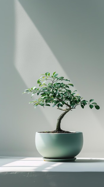 Photo bonsai tree in a light green pot with natural sunlight minimalistic decor concept