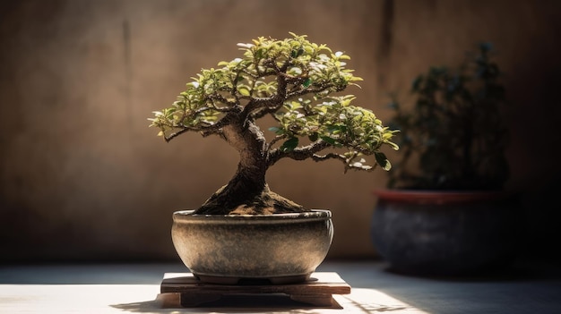 A bonsai tree in a pot with the sun shining on it