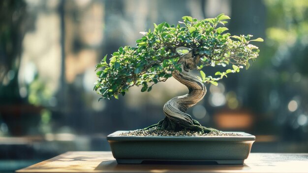 Bonsai Tree in a Pot