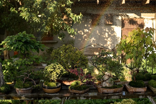 Bonsai tree under the rain growing in a pot outside in a garden on a background of a gazebo