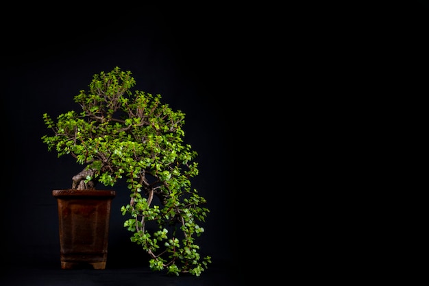 Bonsai tree on a table