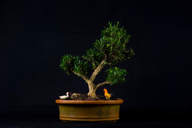 Bonsai tree on a table