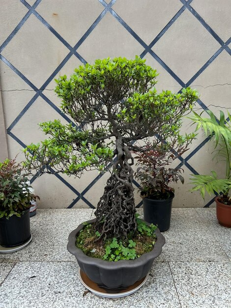 Photo a bonsai tree with a lot of leaves on it