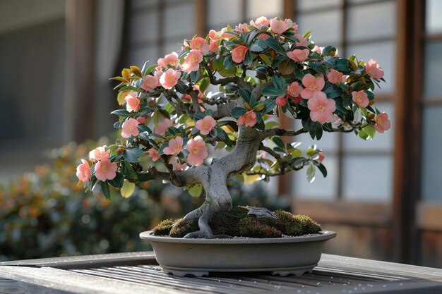 Photo a bonsai tree with pink flowers in a pot