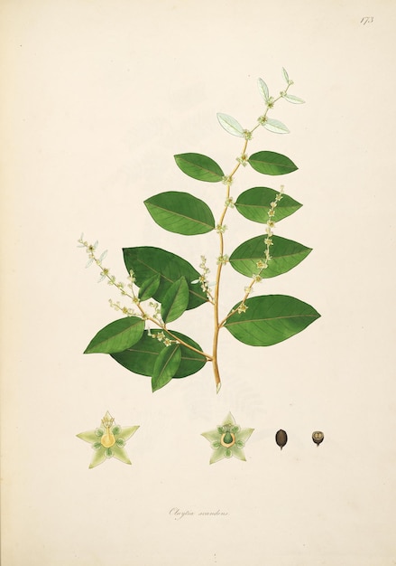 a book with a picture of a plant with green leaves and a small black speck