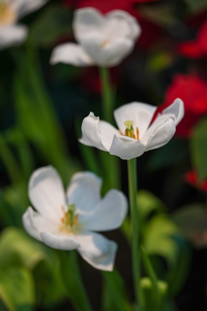 Booming white tulips Ready to wilt in the flower garden