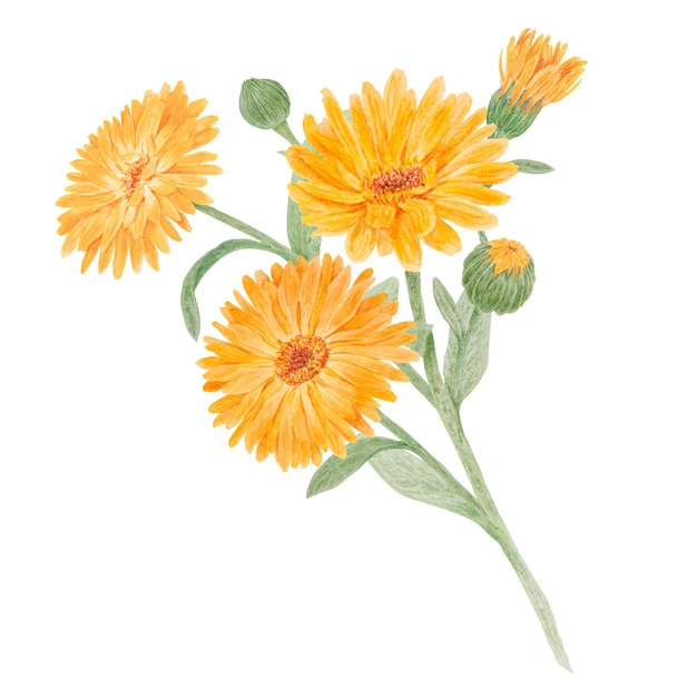 Boquet of orange calendula officinalis watercolor hand drawn illustrations Botanical elements for labels eco goods textiles natural herbal medicine healthy tea cosmetics and homeopatic remedies