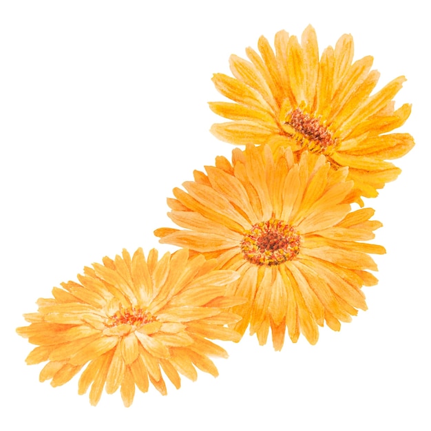 Boquet of orange calendula officinalis watercolor hand drawn illustrations botanical elements for