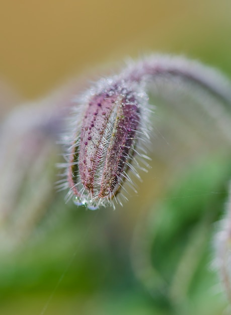 Photo  borago officinalis  macro