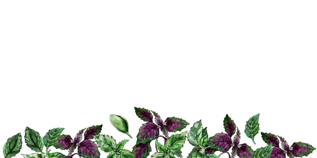 Border of basil