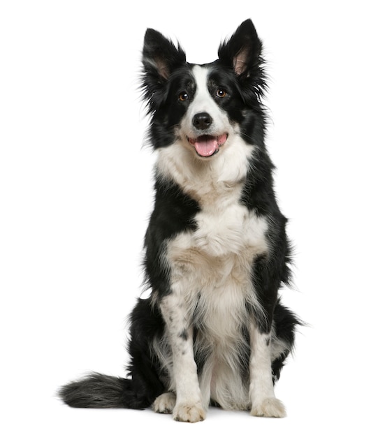 Border Collie, 10 years old, sitting in front of white wall