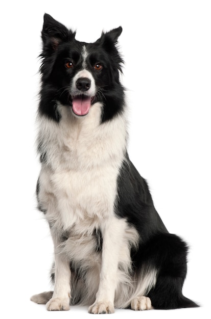 Border Collie, 4 years old