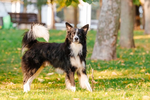 Border Collie dog breed in the park Fall season Autumn