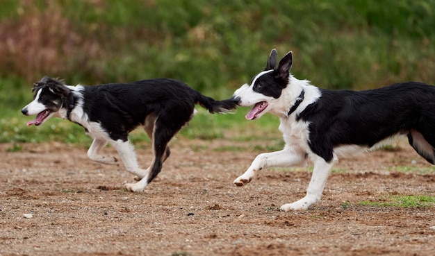 Border Collie dog couple playing in nature park