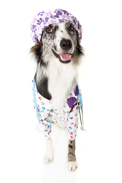 Border collie dog dressed as veterinarian wearing stethoscope and cap, hospital gown and cap.