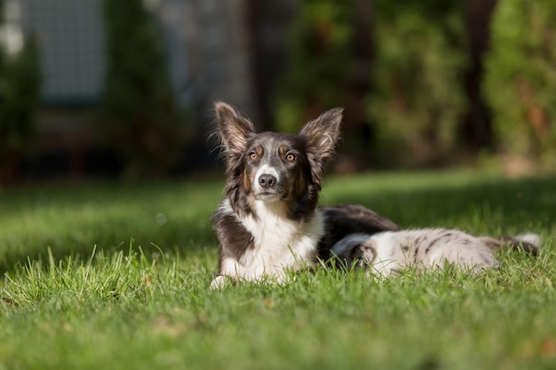 A border collie dog laying in the grass